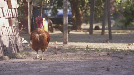 A-free-range-rooster-stands-still-while-a-white-chicken-walks-in-front-of-him-pecking-at-the-ground,-in-the-shade