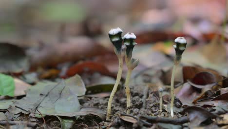 Seen-at-an-open-bright-spot-as-they-grow-on-a-very-wet-forest-ground-during-the-rainy-season-while-the-camera-zooms-out,-Thismia-mirabilis,-Thailand