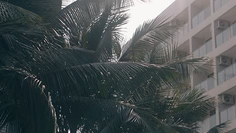 palm-tree-near-comfortable-hotel-on-sunny-day-slow-motion