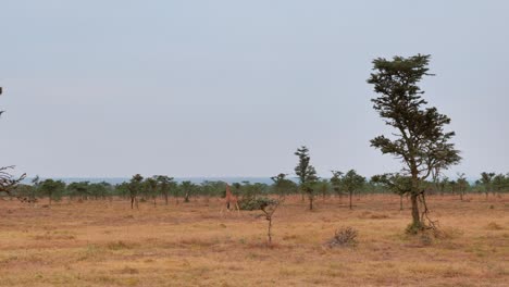 una jirafa corriendo rápido huye sobre la sabana entre los arbustos de acacia