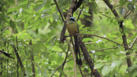 Anden-Motmot-Vogel-Auf-Einem-Ast-Aus-Kolumbien