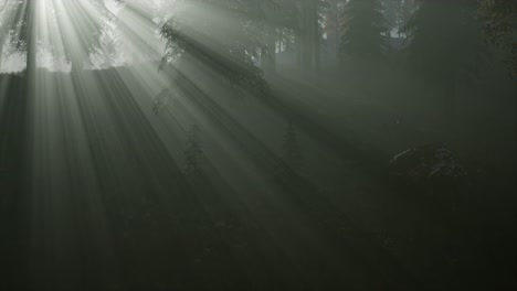 forest in autumn morning mist