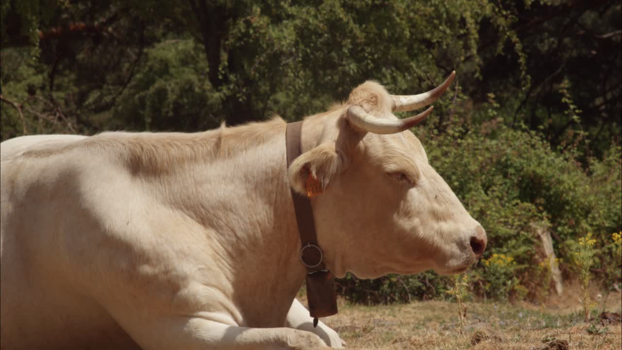 Mucca Pacifica con Campanaccio che Riposa e Rumina in un Campo Soleggiato