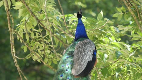 Beautiful-Colorful-Peacock-sitting-on-a-Tree-Branch-on-a-Sunny-Summer-Day