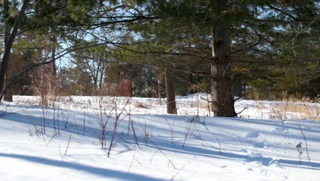 a horizontal pan of a snow covered forest ground near an urban town in america