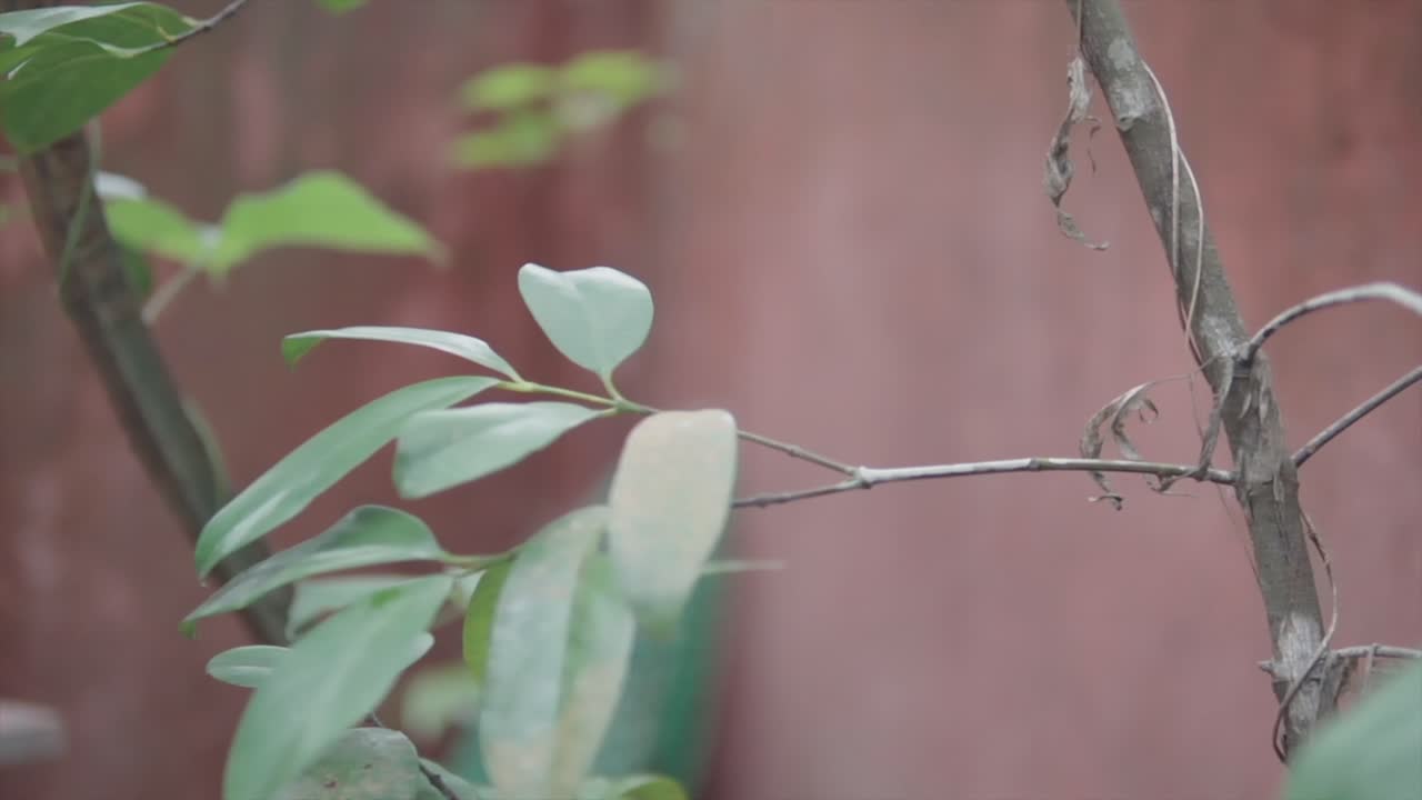 잎과 가지와 벽을 배경으로 확대