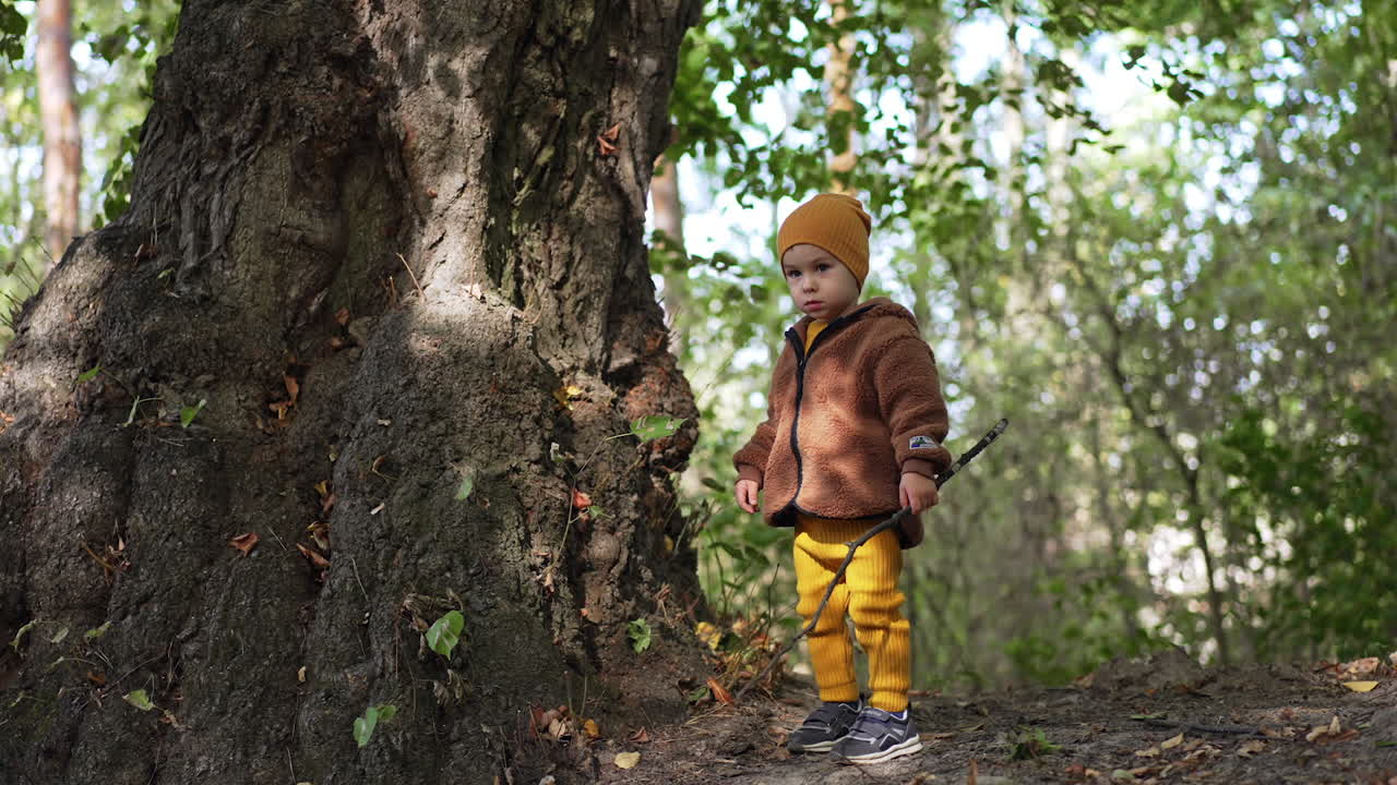 Sweet toddler boy stands near the big old tree holding a stick. Cute kid exploring nature in autumn.