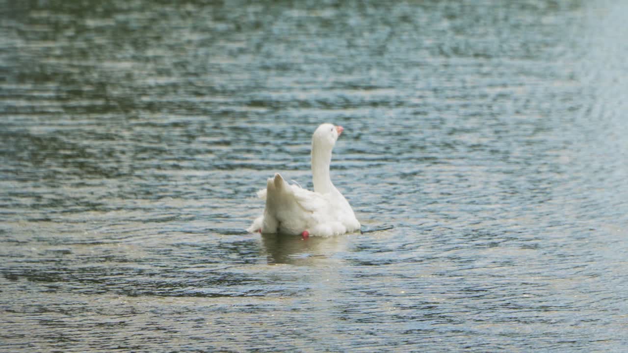 un ganso blanco como la nieve flotando solo en un lago tranquilo