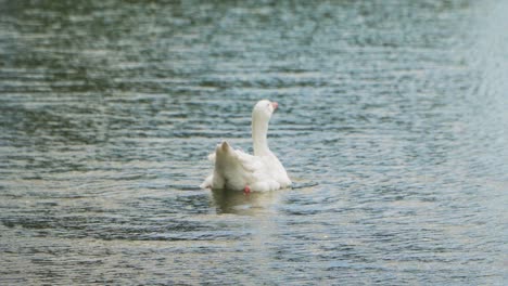 Un-Ganso-Blanco-Como-La-Nieve-Flotando-Solo-En-Un-Lago-Tranquilo