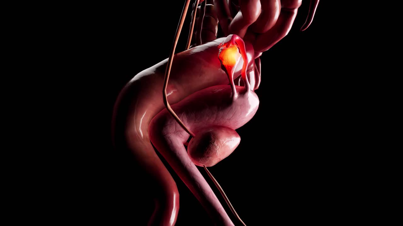 sistema reproductivo femenino anatomía concepto médico animación en 3d