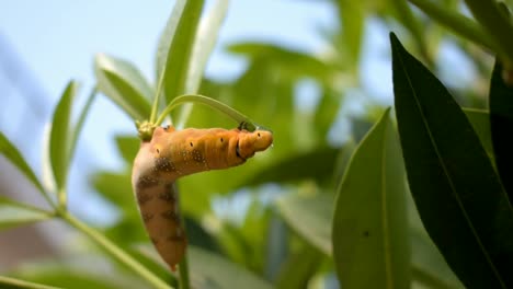 oruga amarilla camuflada comiendo hojas de cerca