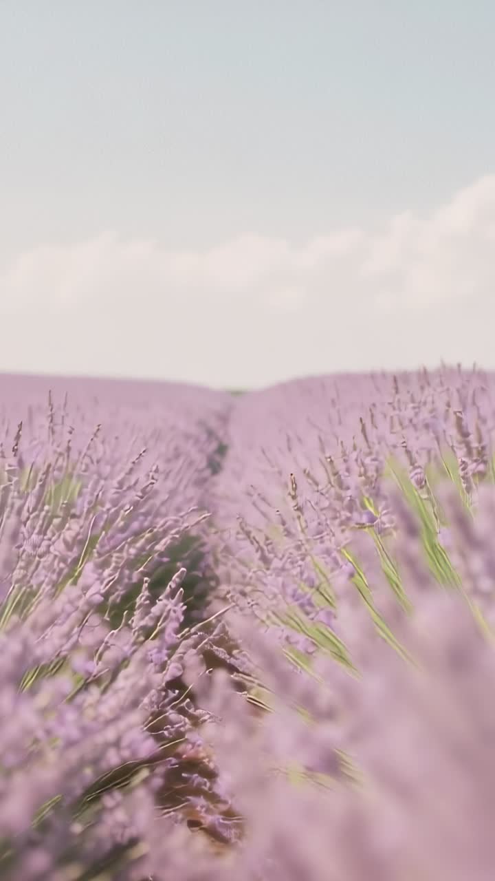 Vertical video: Camera dollying forward along dirt path through lavender rows with drifting clouds