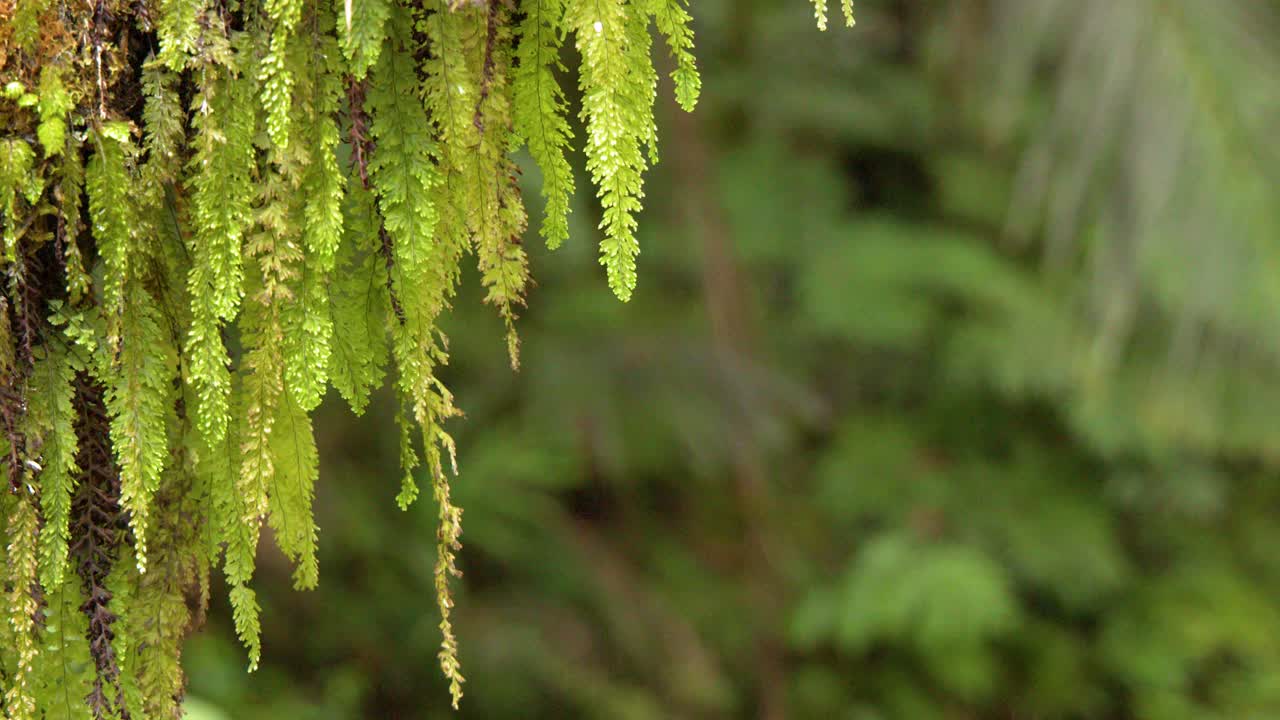 Close-up shot of vibrant green ferns and moss hanging from a tree in Palau's jungle