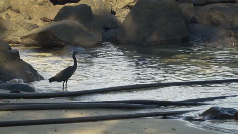 Ave-Acuática-Concentra-Su-Visión-En-El-Agua-En-Busca-De-Alimento,-Garza-De-Arrecife