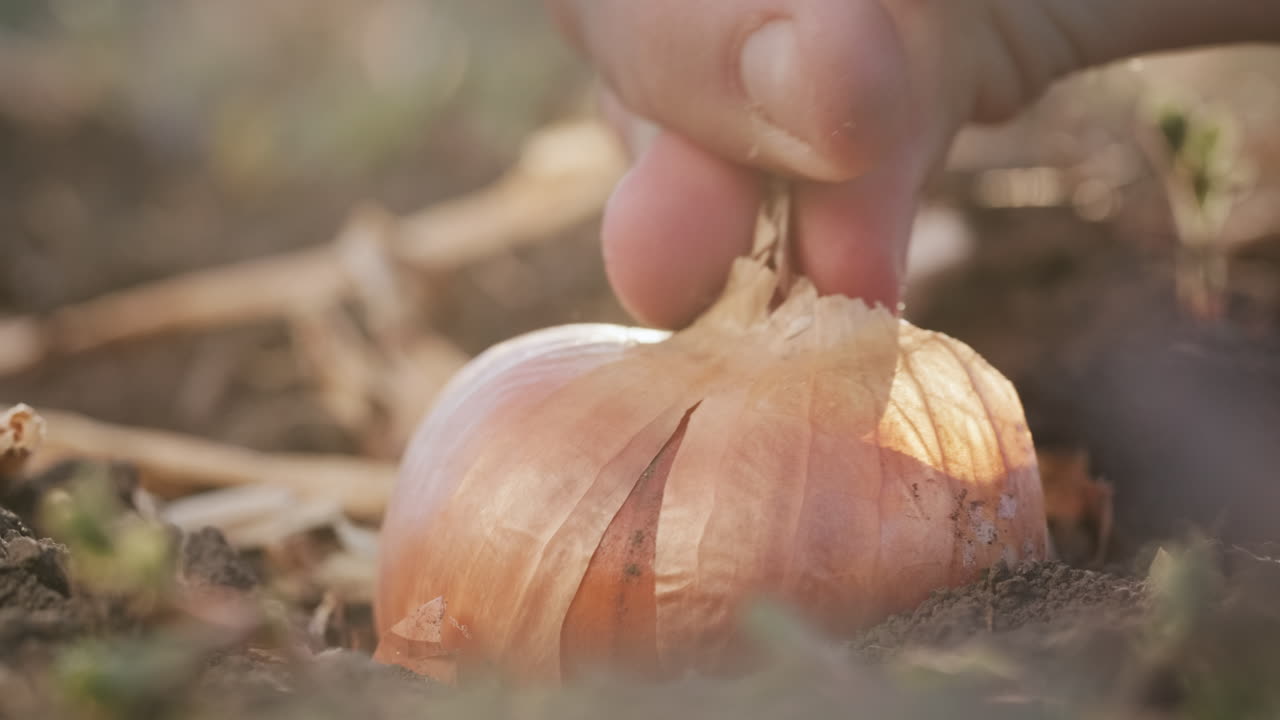 la mano de un hombre saca una bombilla grande del suelo 1
