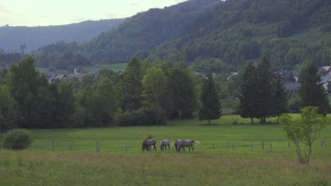 Un-Grupo-De-Caballos-Pastando-En-Un-Pasto-Alpino