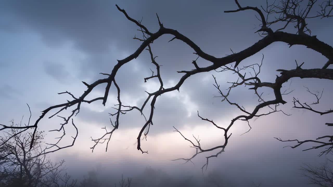 Creepy tree branches sway gently as fog drifts slowly through the forest. Twilight lighting adds a moody, eerie atmosphere. Ideal for Halloween or horror themes.