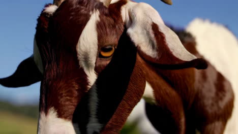 goats in a field