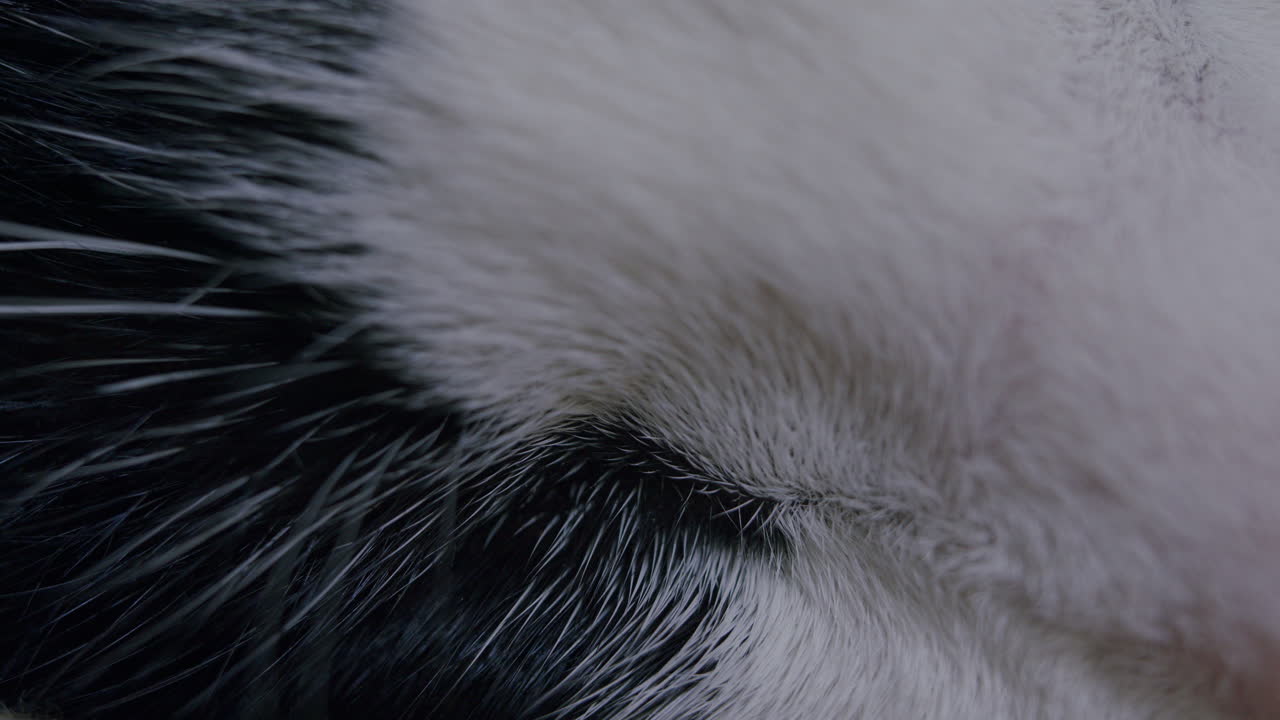 추상적인 매크로 세부 사항 고양이 눈 닫힌