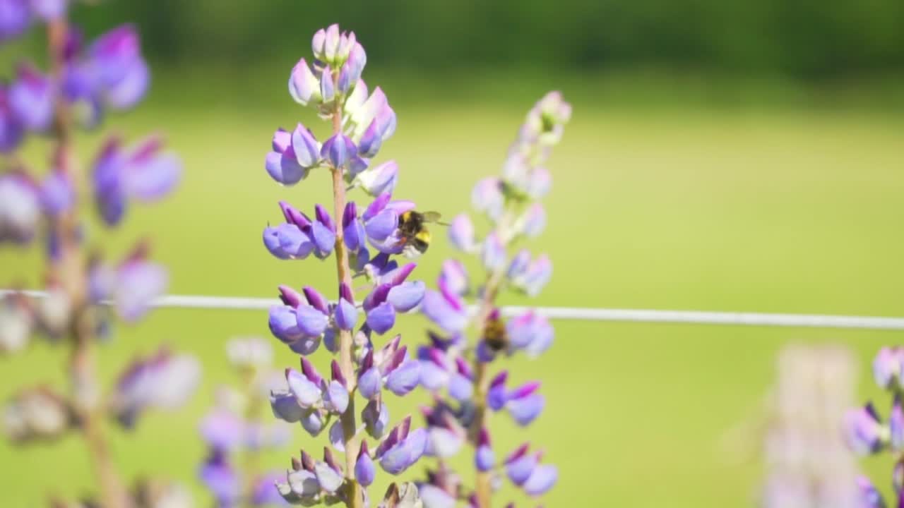 벌과 함께 보라색 루핀