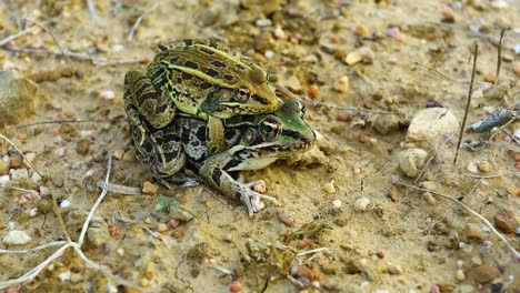 closeup video of two rio grande leopard frogs grasping together