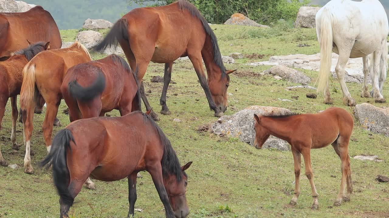 potro acostado en el prado para rascarse mientras la manada de caballos pasta en el pasto