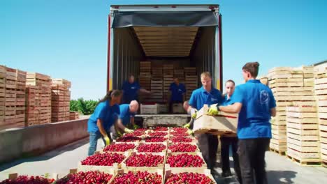 a productive day of harvesting: workers efficiently loading fresh cherries into a truck for distribution under clear blue skies
