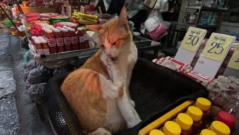 ginger cat sitting and moving in a market