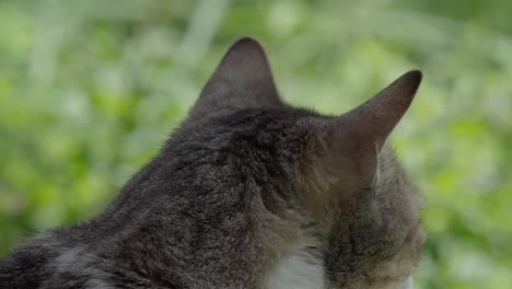 close-up of a cat's head in motion, with its back turned, ears up and looking to the right, with a green background