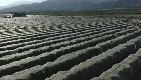 aerial pull back over a vast netted orange tree grove on a summer day