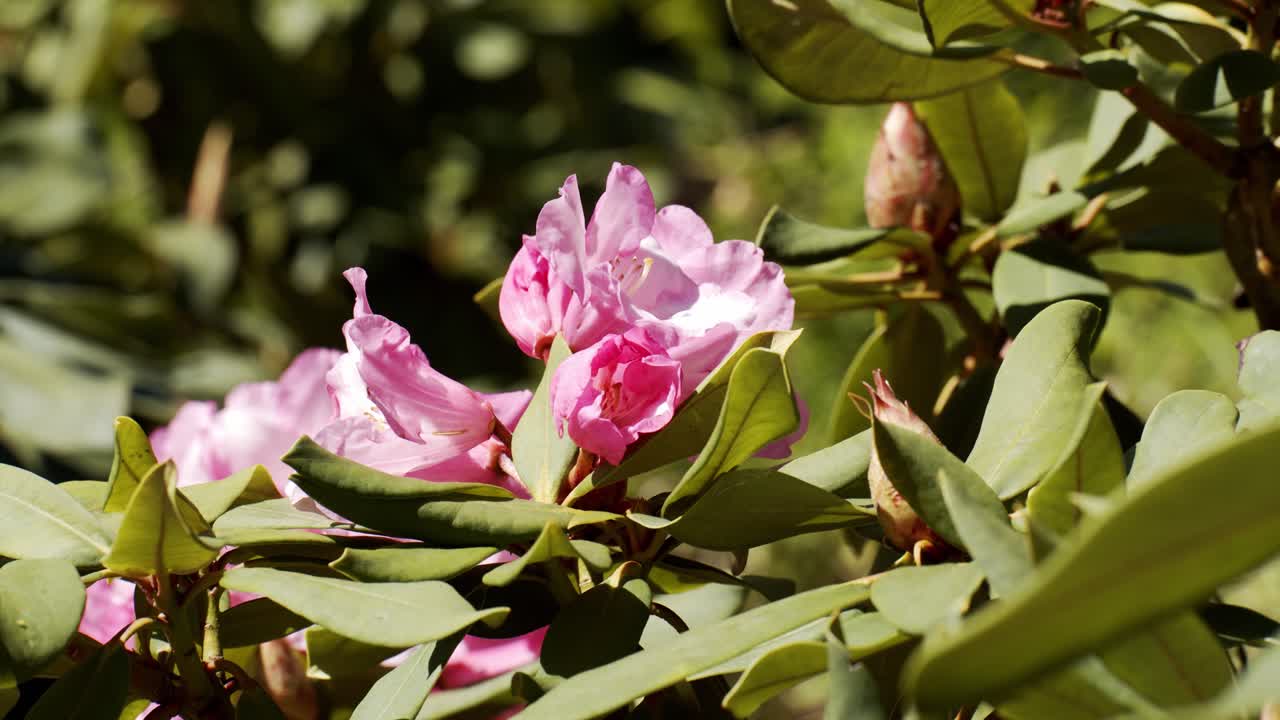 Grønne, livlige blader og rosa blomst som blomstrer på en solrik dag, statisk bilde