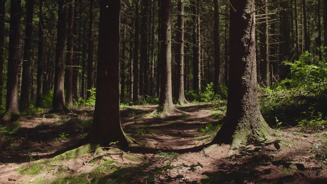 Ripresa statica 4K di una pineta illuminata dal sole, con alberi alti che proiettano ombre sul terreno muschioso. Atmosfera tranquilla e serena, perfetta come sfondo per documentari naturalistici o cinematografici.