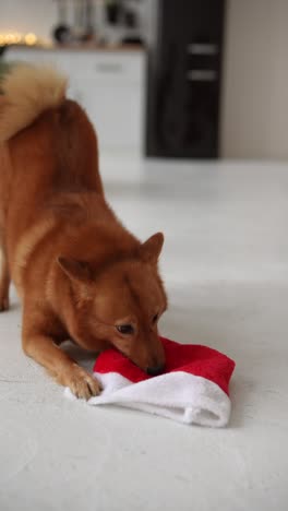 finnish spitz dog playing with a santa hat