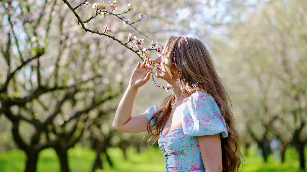 Brunette woman in a blue dress smelling a flower in a field of blooming almond trees