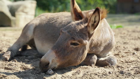 head close-up of grey cotentin donkey resting lying on dirt soil in animal park