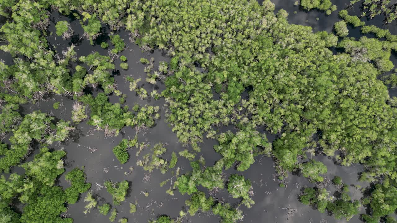 Bird's eye view of Manialtepec mangroves
