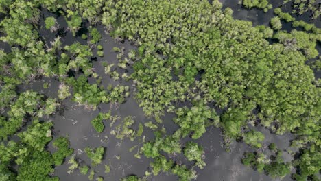 bird's eye view of manialtepec mangroves