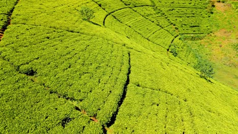 Discover the enchanting beauty of Nuwara Eliya’s tea plantations in Sri Lanka.