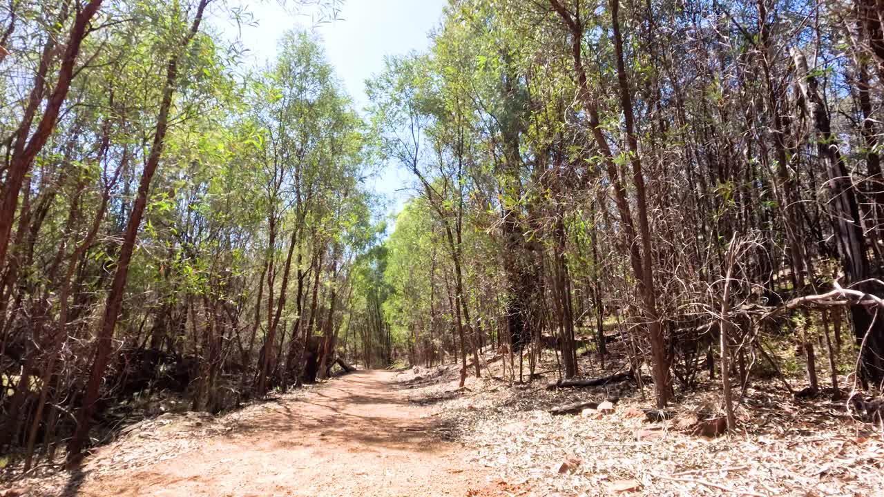 빛이 비치는 숲을 는 조용한 산책