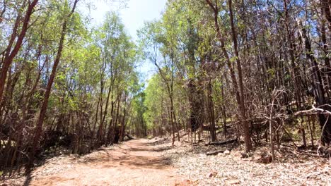 un paseo sereno a través de un bosque iluminado por el sol
