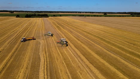 luftdrohnenschwenk rechts vom bedienen von mähdreschern und traktoren, die auf einem goldenen, sonnenbeschienenen feld mais ernten, dreschen und weinen