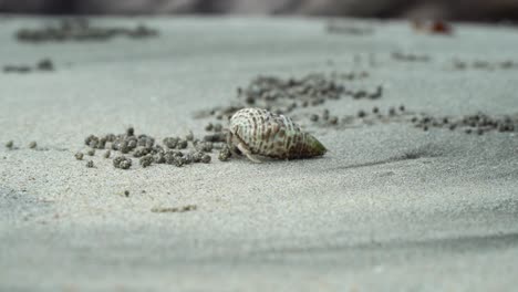 Kleiner-Einsiedlerkrebs,-Der-Am-Strand-Spazieren-Geht