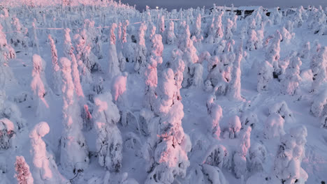 aerial view around pink, snow covered trees on top of a fell, sunrise in lapland