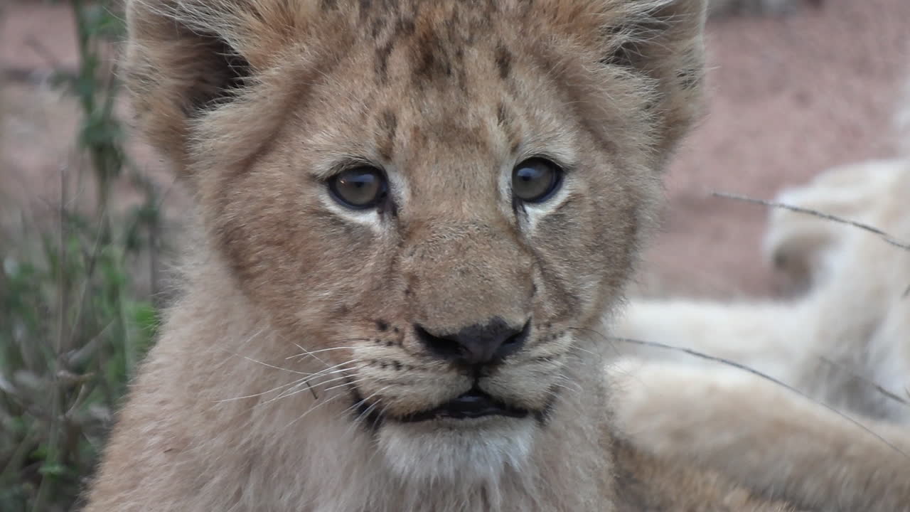 Close-up of a cute lion cub's face