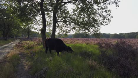 Highland-Cows-grazing-in-purple-heathland-scenery-in-National-Park-De-Meinweg,-Netherlands---4k60