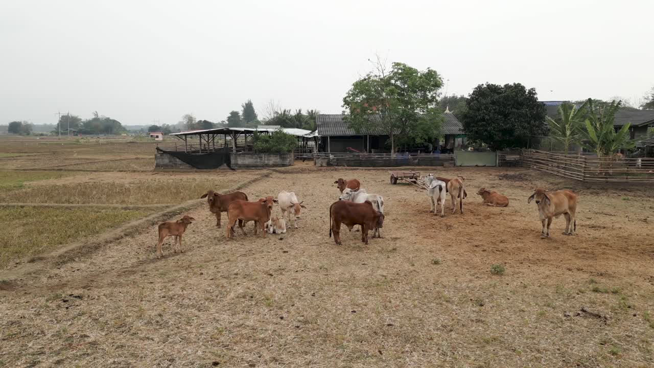 Mandria di bovini in un campo agricolo rurale arido con edifici sullo sfondo
