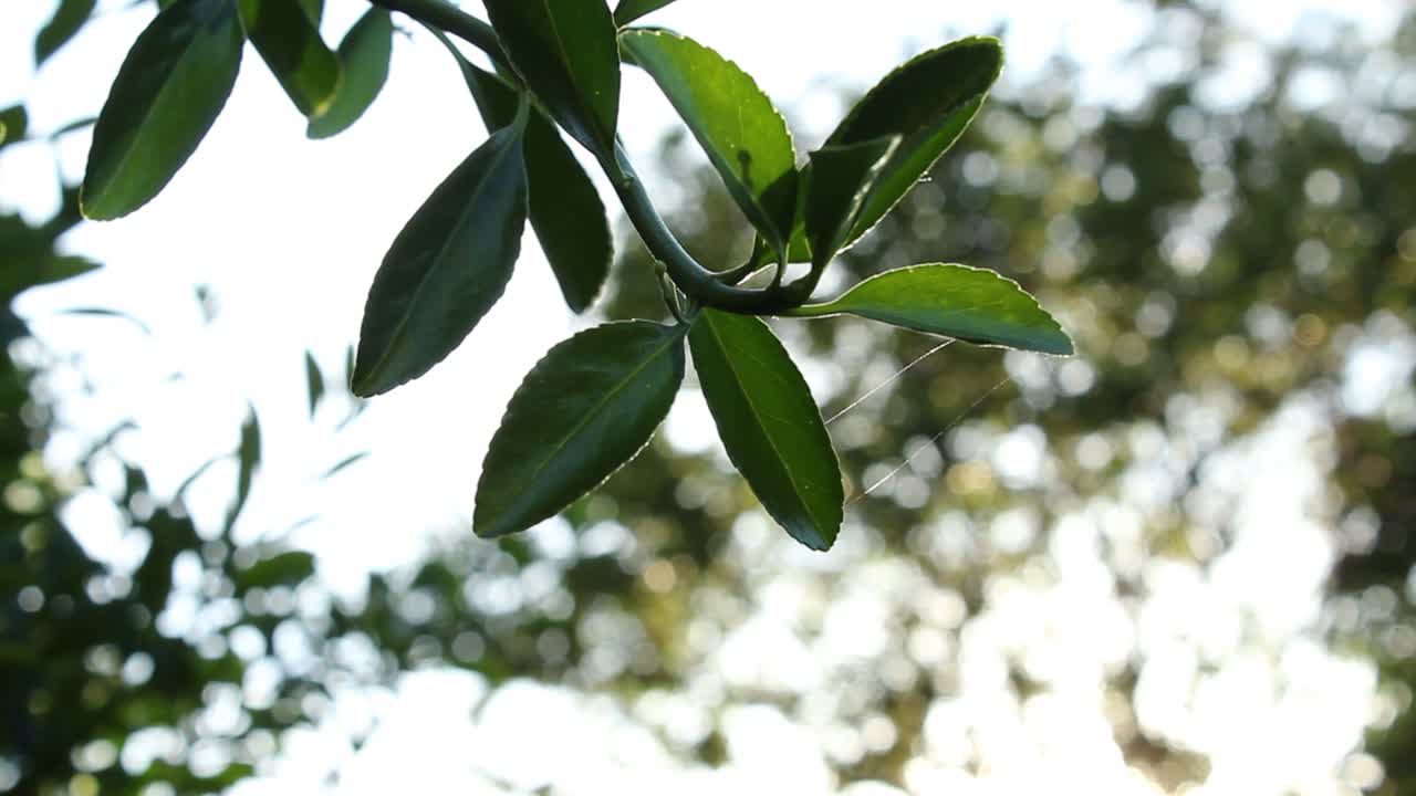 telaraña entre dos hojas estante de enfoque naturaleza vida silvestre