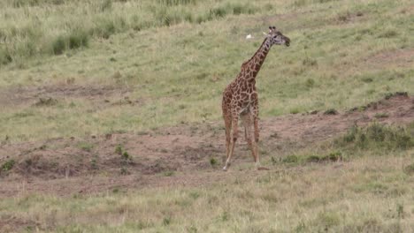 A-MAASAI-GIRAFFE-STRUGGLING-TO-RISE-UP