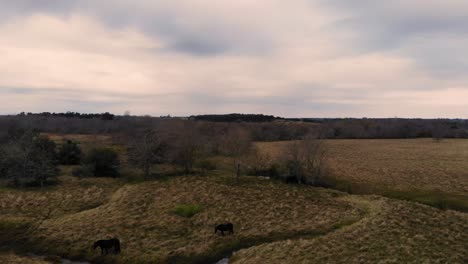 flying over horses on a field