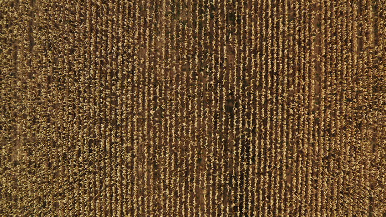 amplia toma aérea ascendente que revela el campo de maíz amarillo